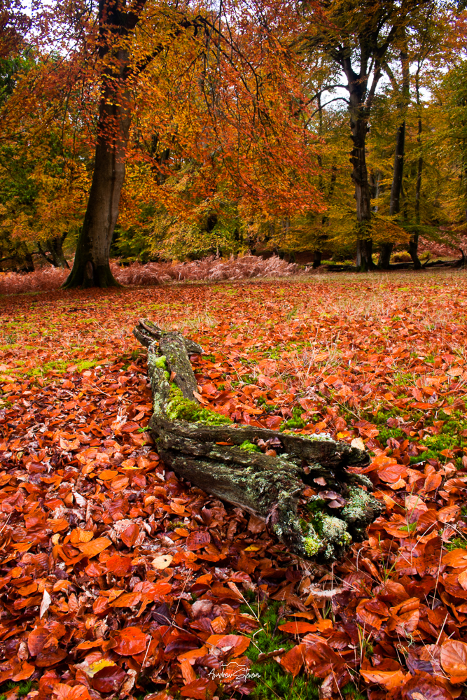 Autumnal Log